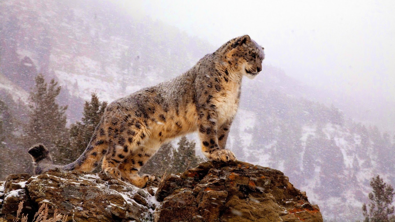 Snow Leopard Hd Wallpapers posted by Christopher Walker