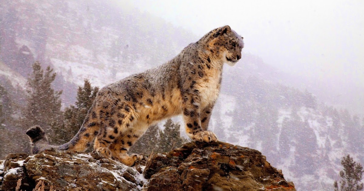 Snow Leopard Hd Wallpapers posted by Christopher Walker
