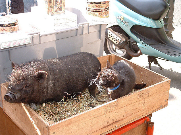 what are you doing in my box, pig?! kitten and piggy in a box