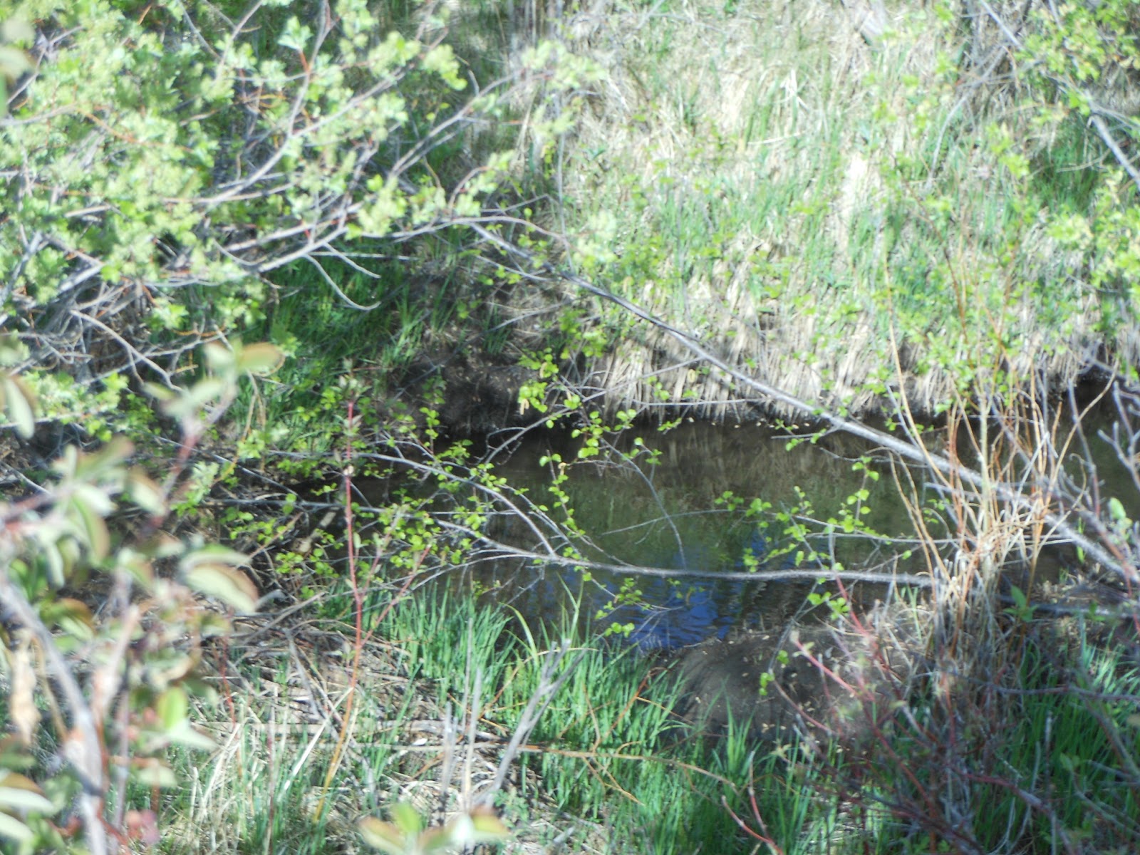 creek