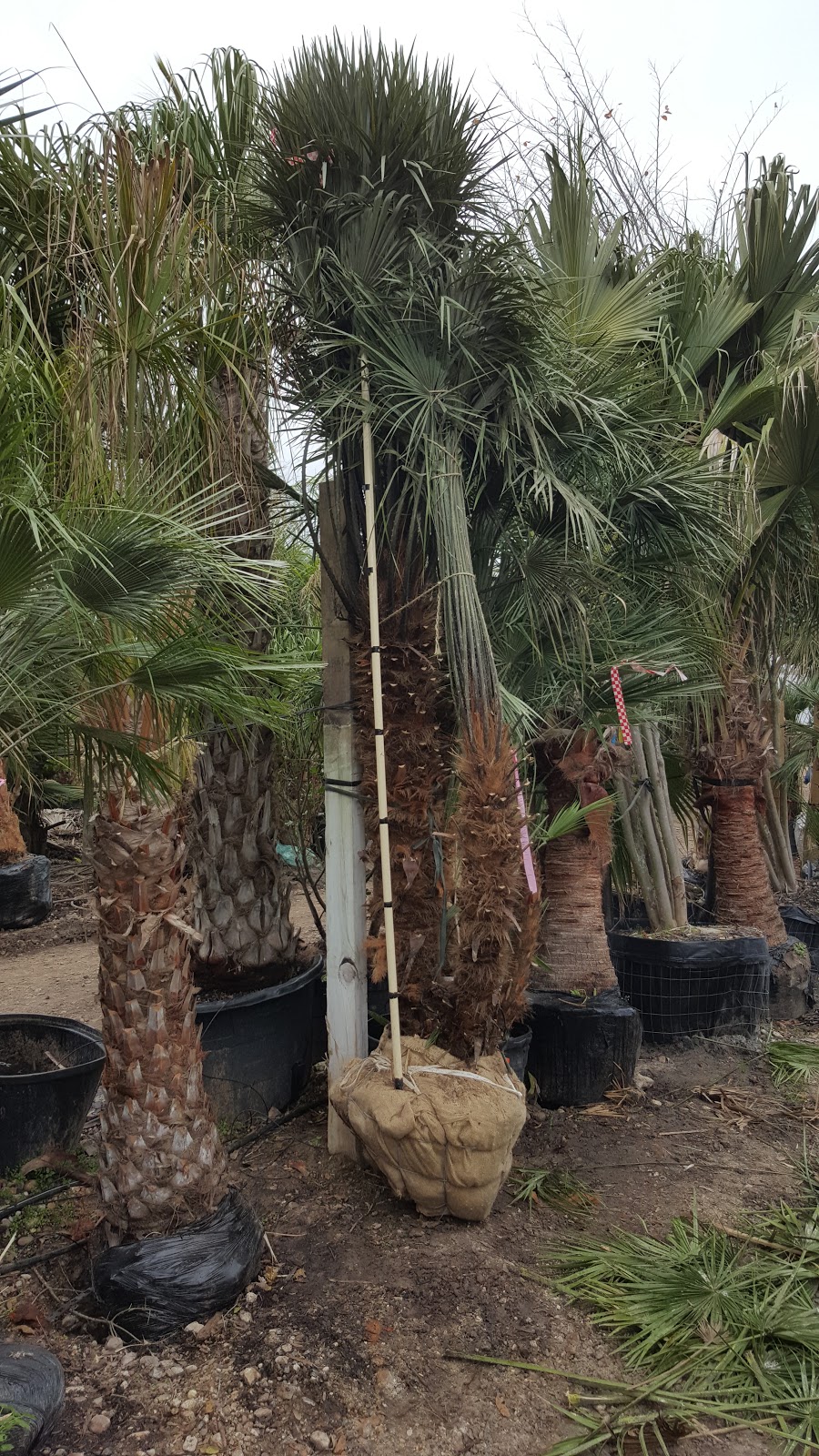 Cold Hardy Palm Trees in Houston chamaerops humilis mediterranean