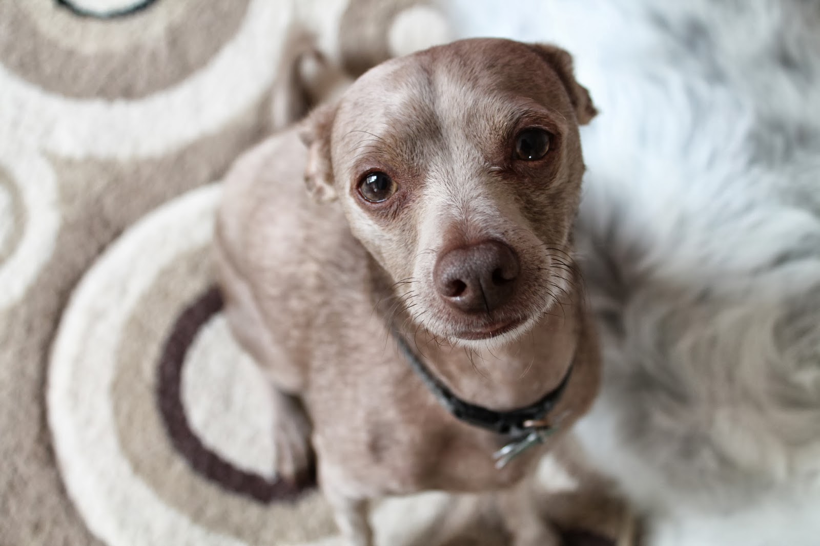 Chihuahua, Italian greyhound, min pin, bullet, grey chihuahua