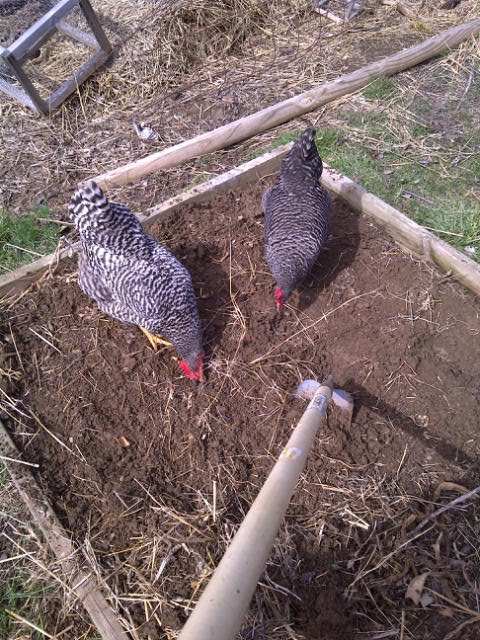 International Blue: No Chickens Allowed!