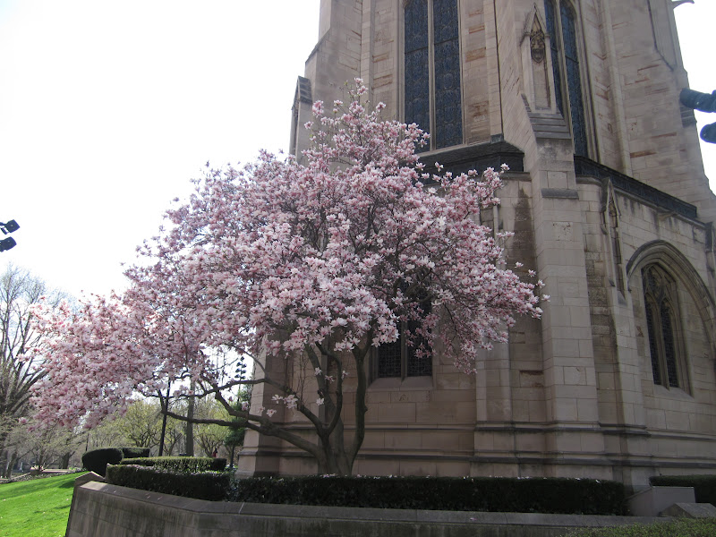 Garden Discoveries Pittsburgh Spring