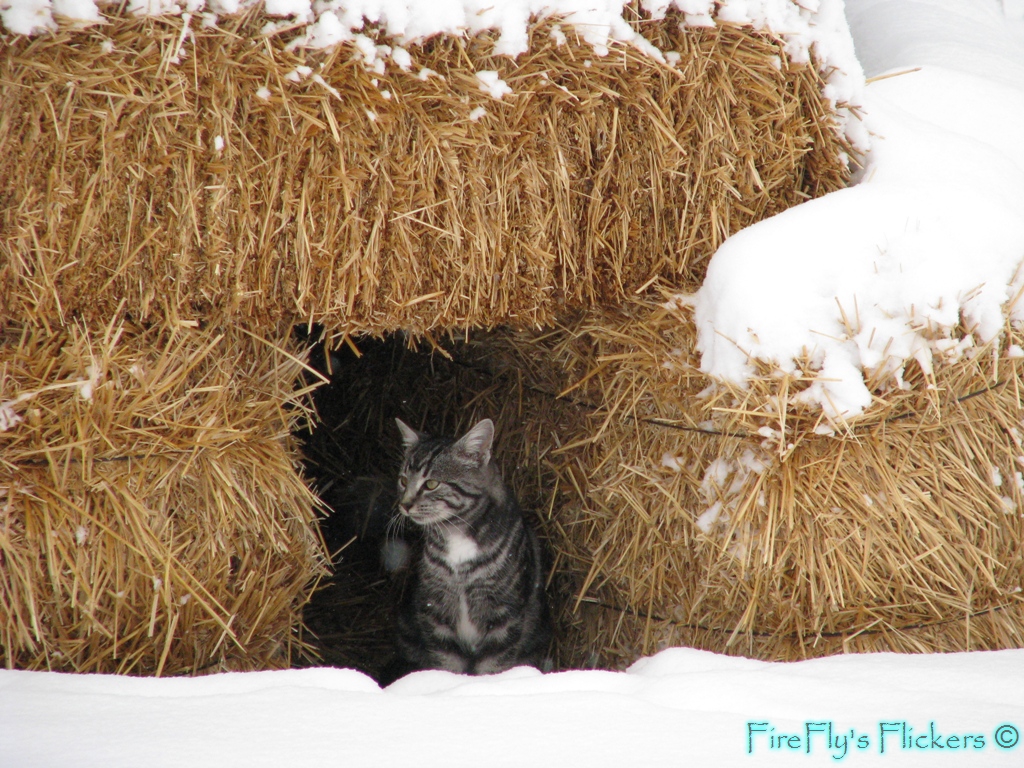 Hay Bale Dog House Hay Bale Dog House