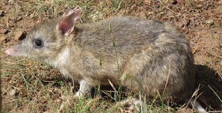 Eastern Barred Bandicoot Amazing Australian animals