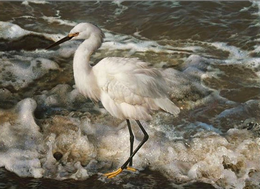 cuadros-de-pajaros-al-oleo imagenes-de-aves-pintadas-oleo