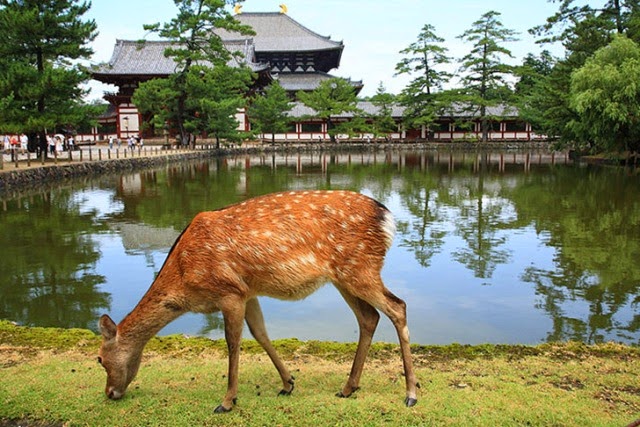 Nara, el paraíso japonés de los ciervos. 