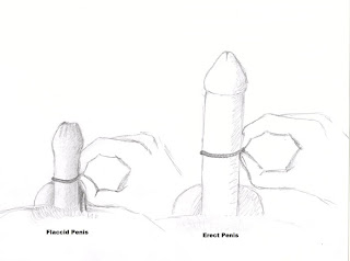 girth of penis