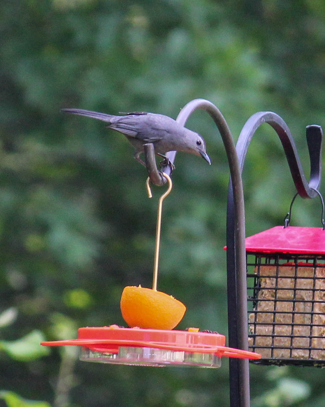 Red House Garden The Gray Catbird