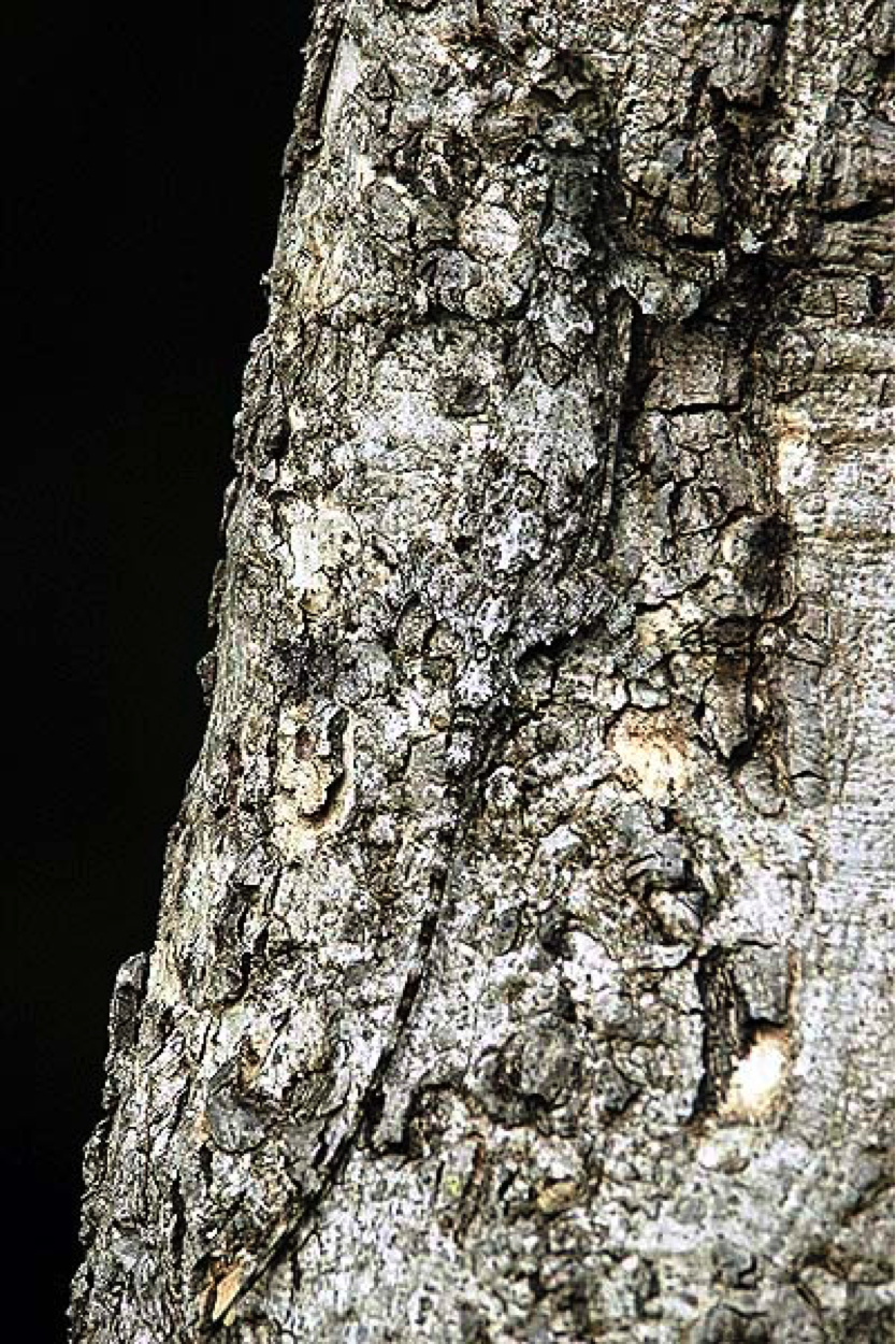 Inches by Inches: Camouflage lesson plan