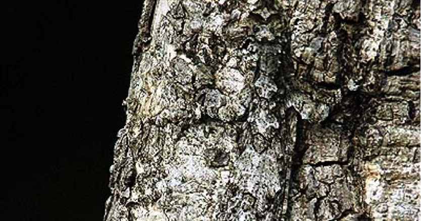 Inches by Inches: Camouflage lesson plan