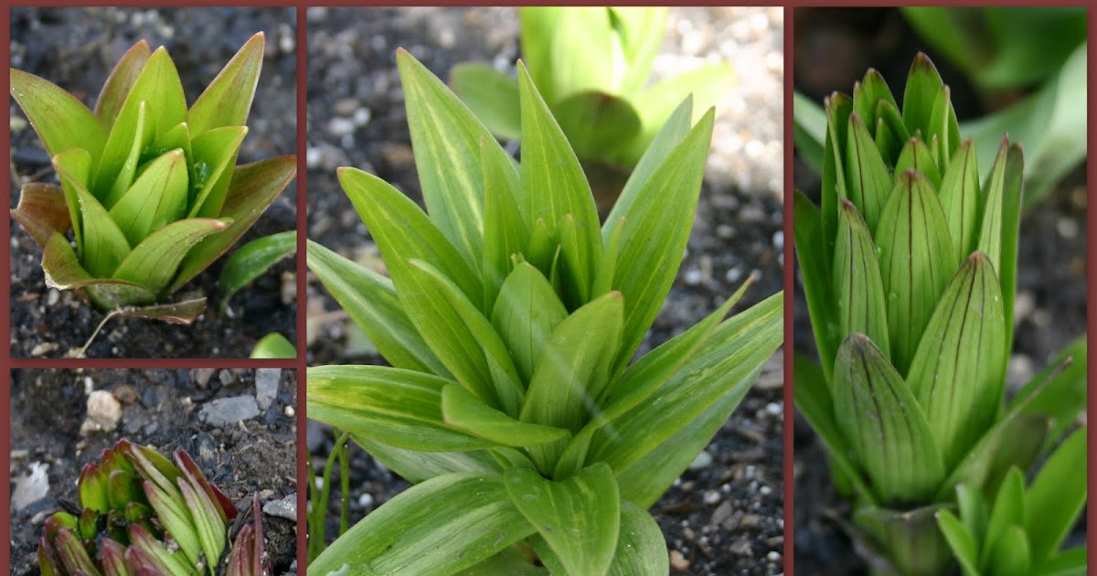 TRANSPLANTING ESTABLISHED LILY BULBSIT CAN BE DONE! Sowing the Seeds