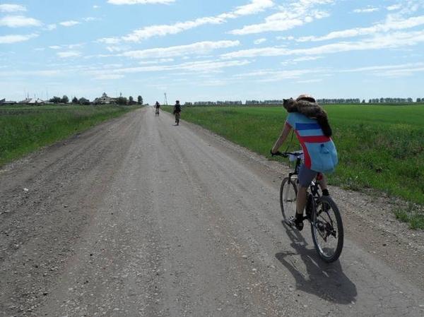 Велосипедист Володя и его кот Морда Велосипедист Володя и его кот Морда