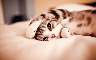 Cute Cats HD Wallpapers
