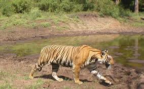 Royal Bangal Tiger
