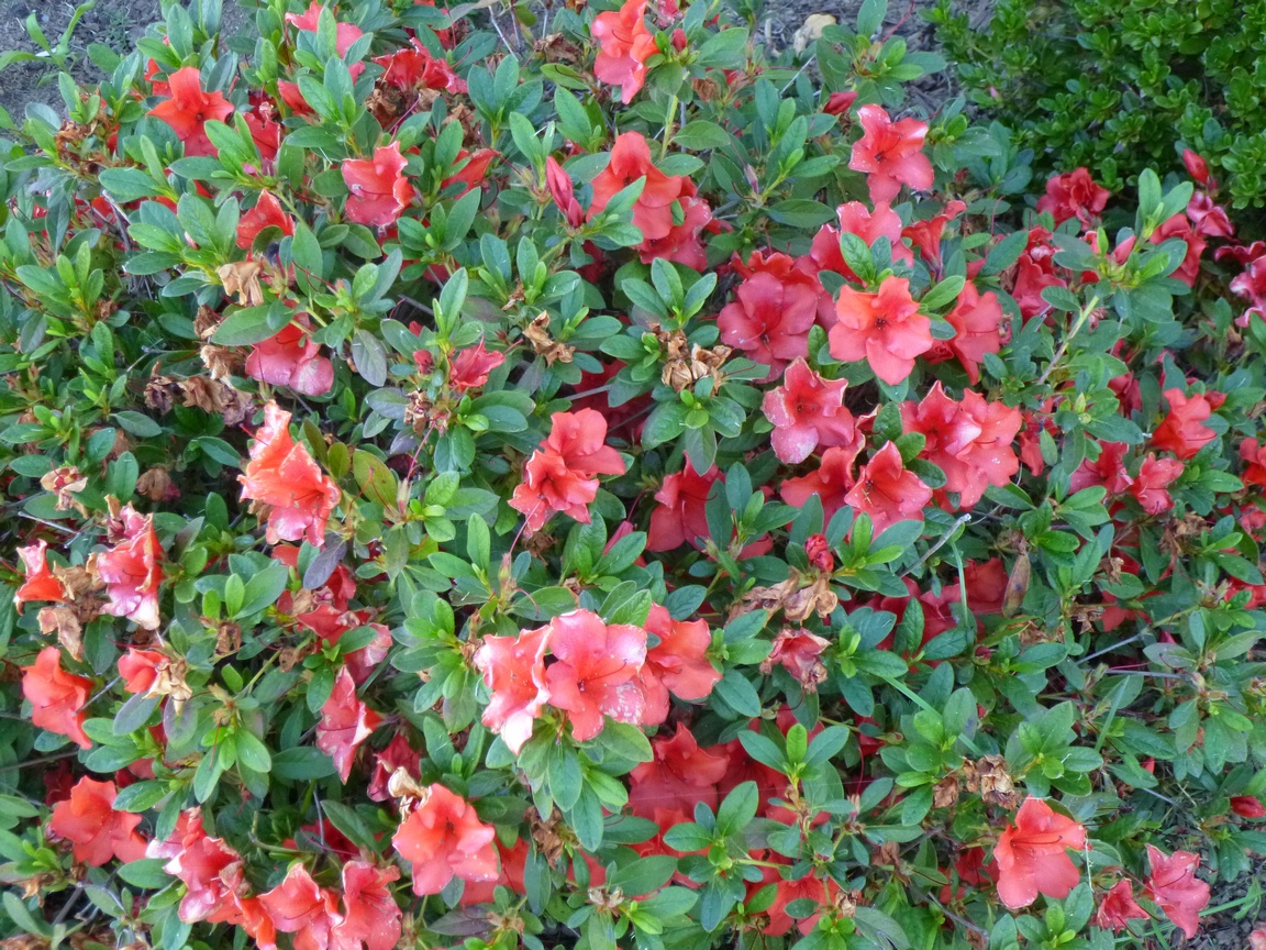 Jeremy Richter Photography Blog Autumn Coral Encore Azalea