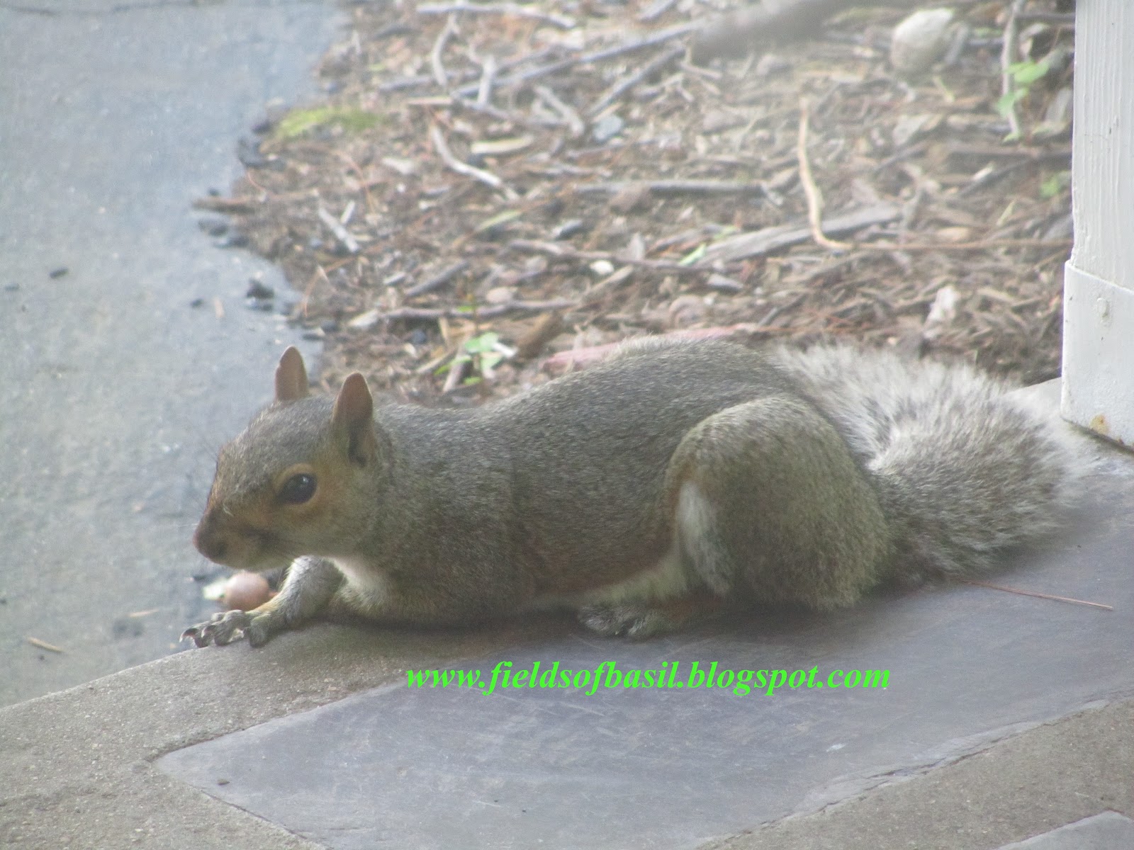 Fields of Basil Flat Squirrel