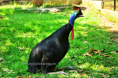 Foto Burung Kasuari Gelambir Dua