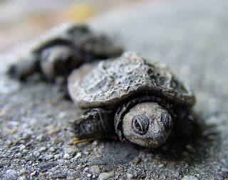 http://zootodays.blogspot.com http://zootodays.blogspot.com