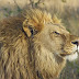 Americans Are Responsible For 75% Of All Lion Trophy Kills In Africa