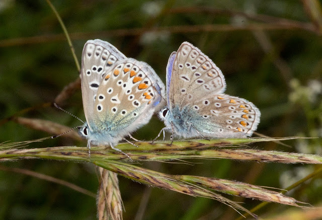 Common Blue butterflies, Polyommatus icarus. Male. Hutchinson's Bank, 2 August 2011. Common Blue butterflies, Polyommatus icarus. Male. Hutchinson's Bank, 2 August 2011.