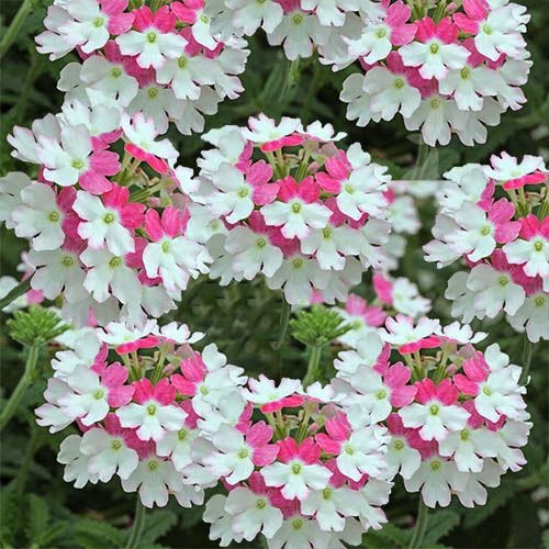 Flower Homes Verbena Flowers