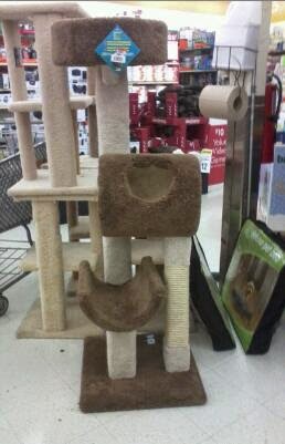 How Can I Attract My Cat To The Scratching Post How Can I Attract My Cat To The Scratching Post