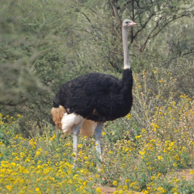 Male Ostrich