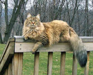 maine coon cat kitten puss pussy pussycat grimalkin kat mace pisik kotka gat macka kocka kass pusa kissa gato katze macska kottur kakis kate qattus kot pisica macka katt kedi con meo kucing pets, huisdieren, animaux de compagnie, Haustiere, animais, Animale de companie, animales domesticos, husdjur, Evcil Hayvan, anifeiliaid anwes, domace zvali, binatang kesayangan, augintiniai, animali domestici, peatai, bet kay, lemmikit, mga alagang hayop, domaci zvirata, kucni ljubimci, animals domestics, maskotak, binatang peliharaan wallpaper maine coon cat kitten puss pussy pussycat grimalkin kat mace pisik kotka gat macka kocka kass pusa kissa gato katze macska kottur kakis kate qattus kot pisica macka katt kedi con meo kucing pets, huisdieren, animaux de compagnie, Haustiere, animais, Animale de companie, animales domesticos, husdjur, Evcil Hayvan, anifeiliaid anwes, domace zvali, binatang kesayangan, augintiniai, animali domestici, peatai, bet kay, lemmikit, mga alagang hayop, domaci zvirata, kucni ljubimci, animals domestics, maskotak, binatang peliharaan wallpaper