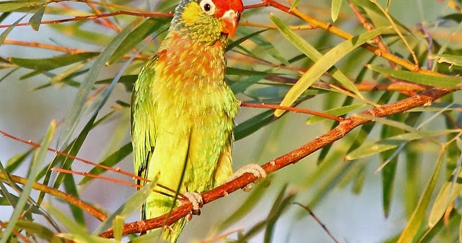Le Loriquet versicolore (Varied loriket), petit et très coloré