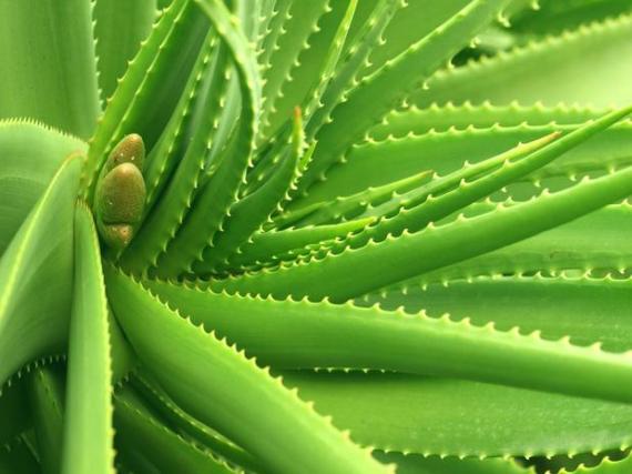 Tratamento do câncer com babosa ( Aloe Vera ). http://www.ervasmedicinaiscuram.com/