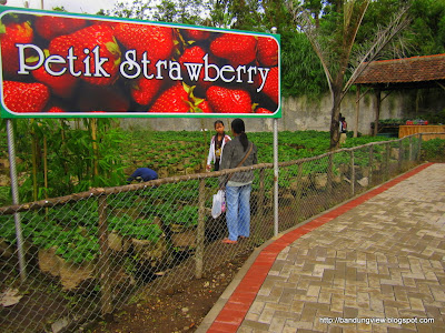 petik strawberry floating market lembang