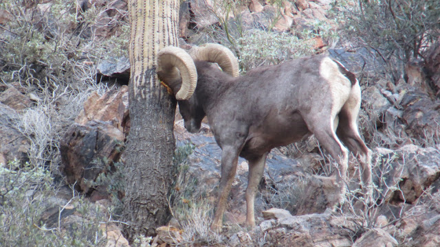 AZ+Ram+head+butting+a+saguaro+cactus+with+Colburn+and+Scott+Outfitters.JPG