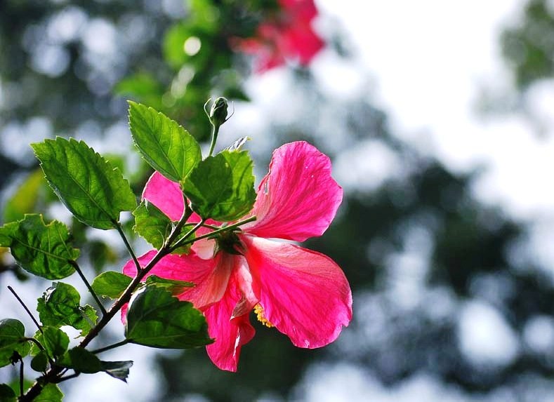 Flowers of Bangladesh Picture Gallery