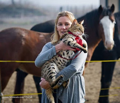 The world's longest cat