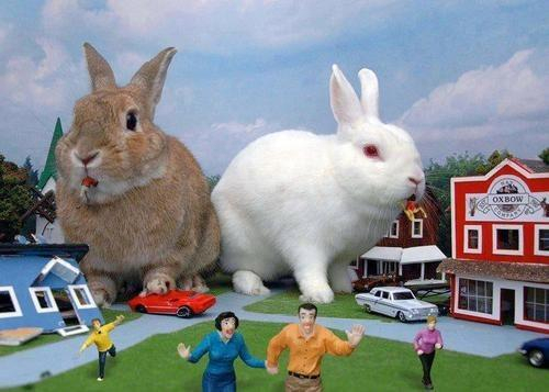 Giant+bunnies.png