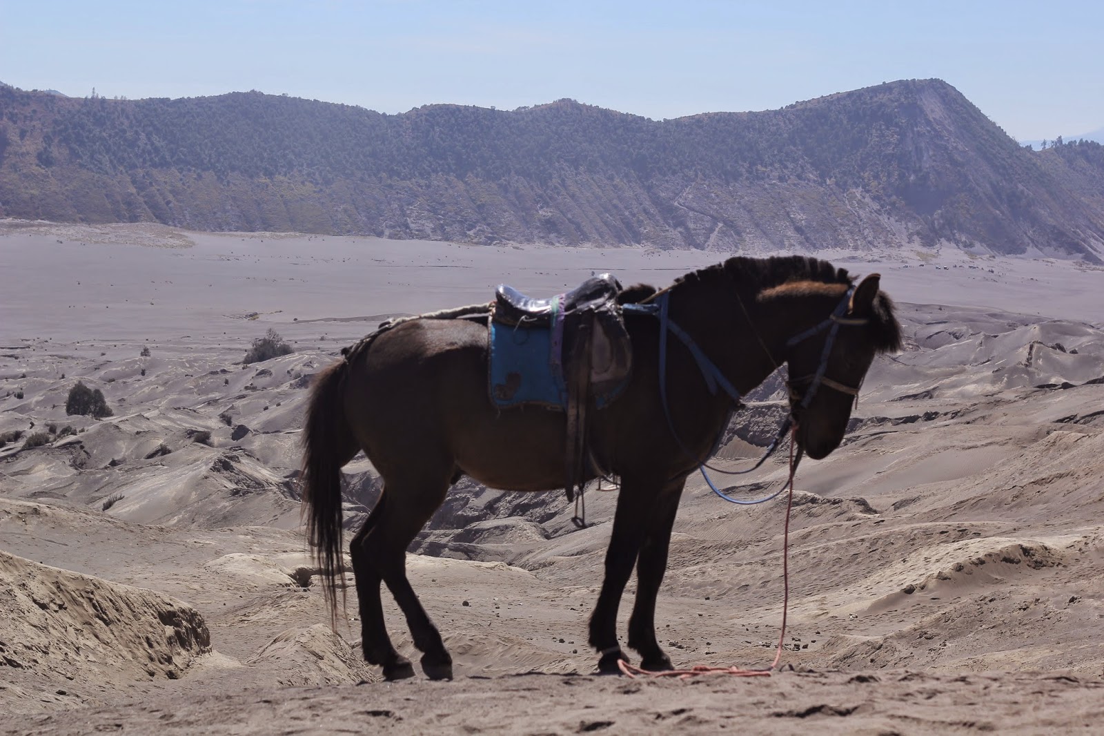 kuda gunung bromo kuda gunung bromo