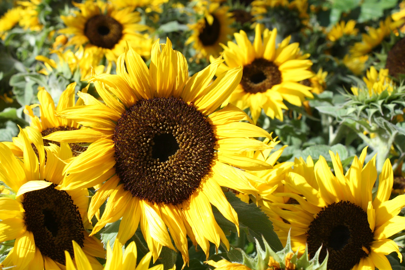 Sunflowers in The Garden - Wendys Hat