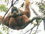 Sumatran orangutan in Batang Toru