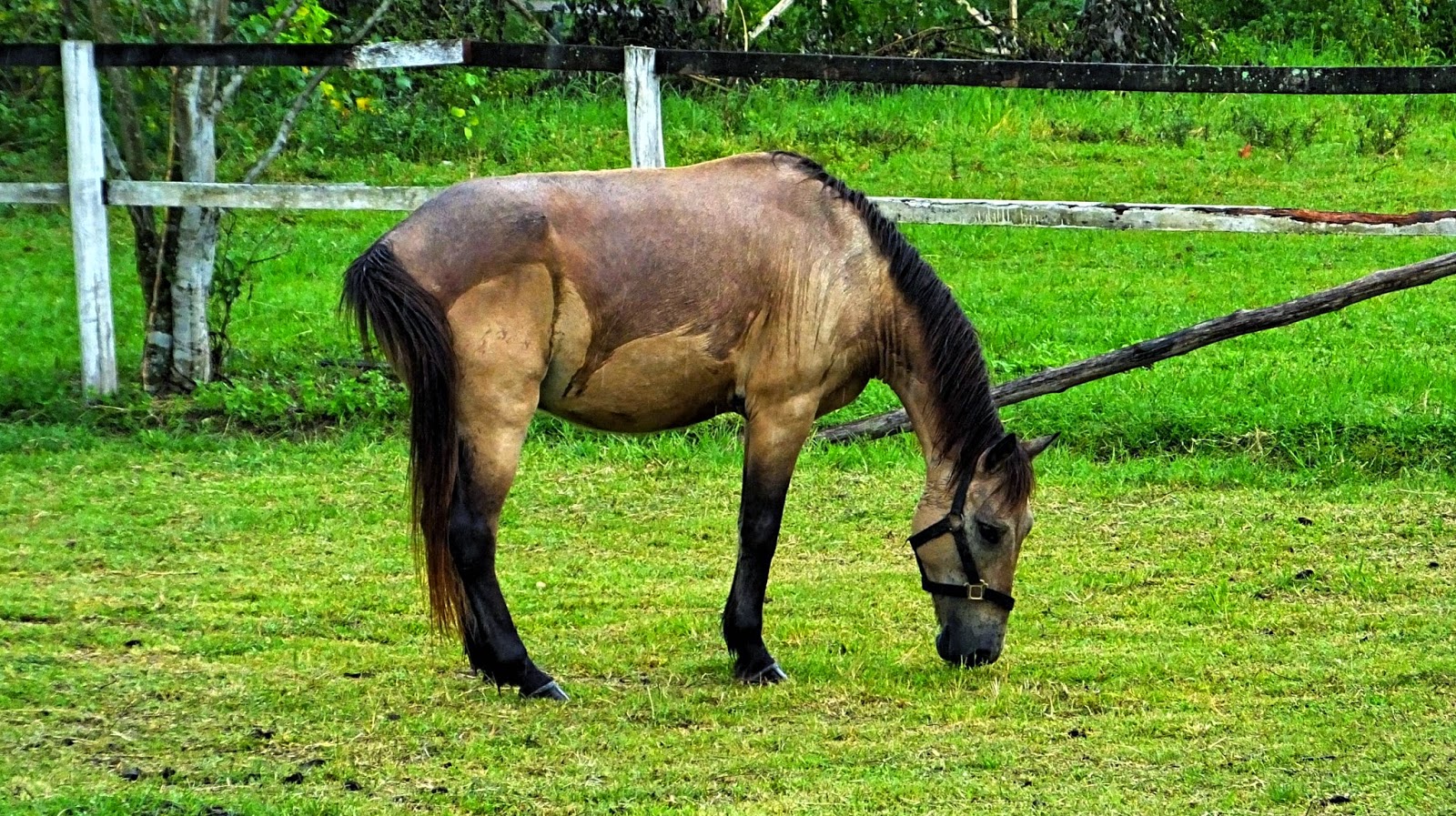Horse SN Farm Thap Sakae Horse SN Farm Thailand
