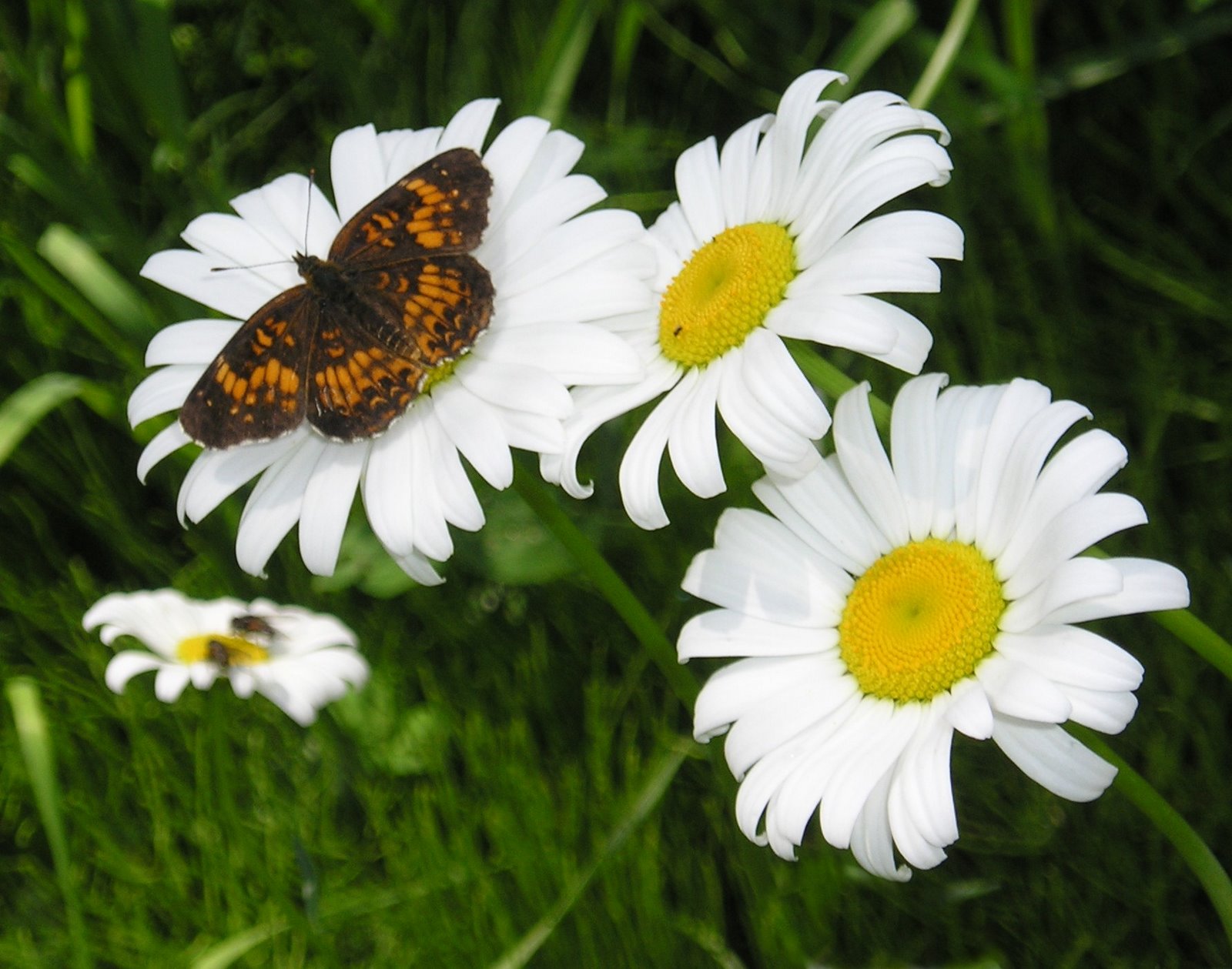 Daisy+flower+drawing