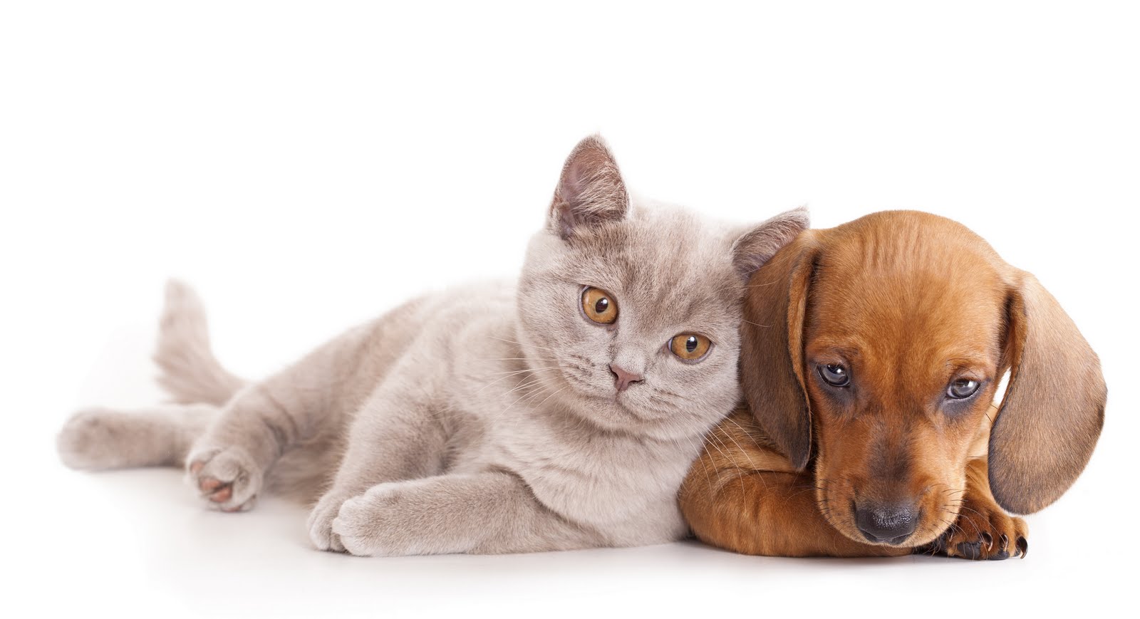 WALLPAPERS DE PERROS Y GATOS wallpapers de perros y gatos: