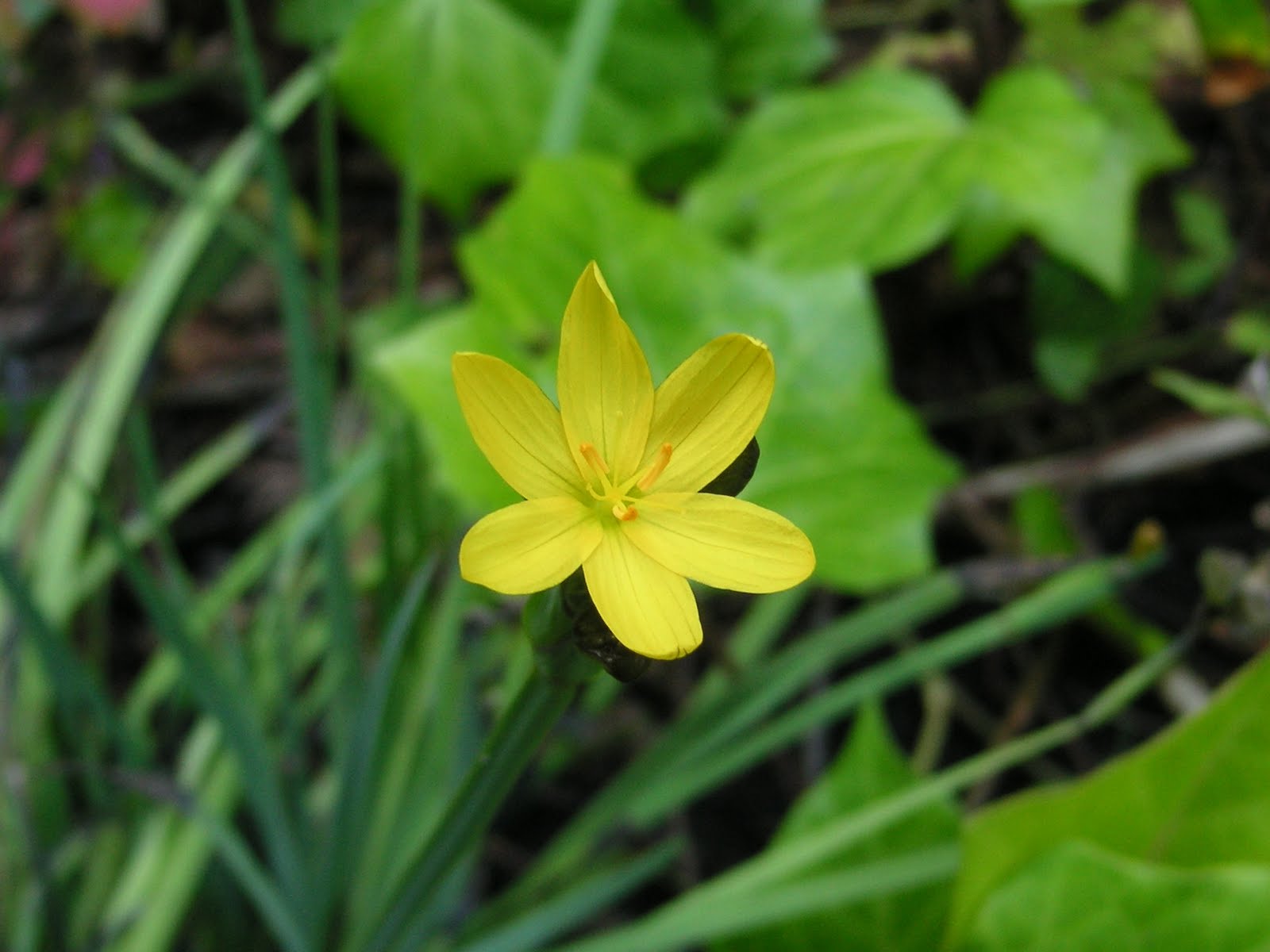 Nature ID yelloweyed grass 07/06/11 Frog Pond
