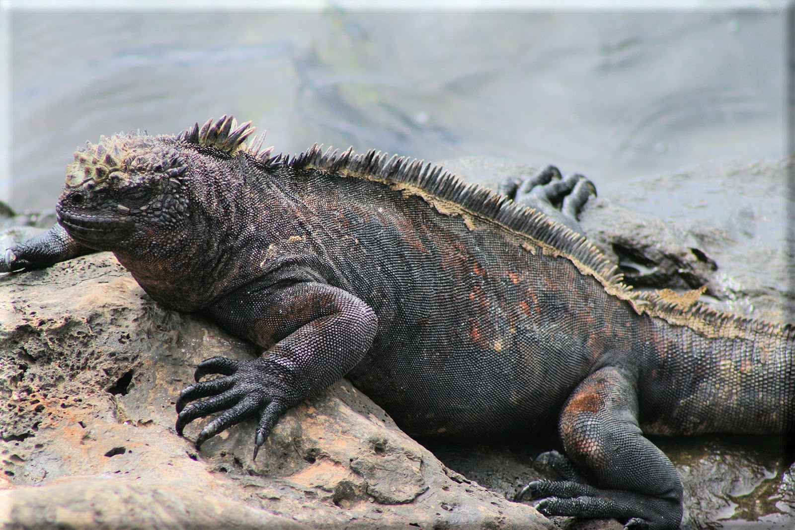 iguana bercula
