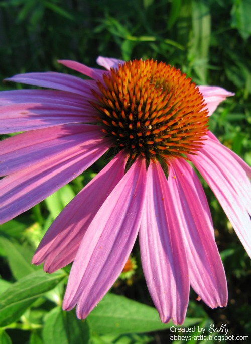 purple coneflower edible purple coneflower edible