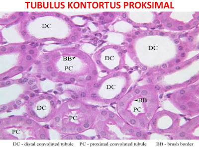 Gambar tubulus kontortus proksimal di mikroskop Gambar tubulus kontortus proksimal di mikroskop
