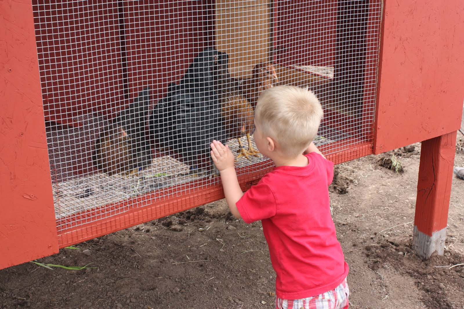 COUNTRY GIRL HOME {CHICKENS and COOP}