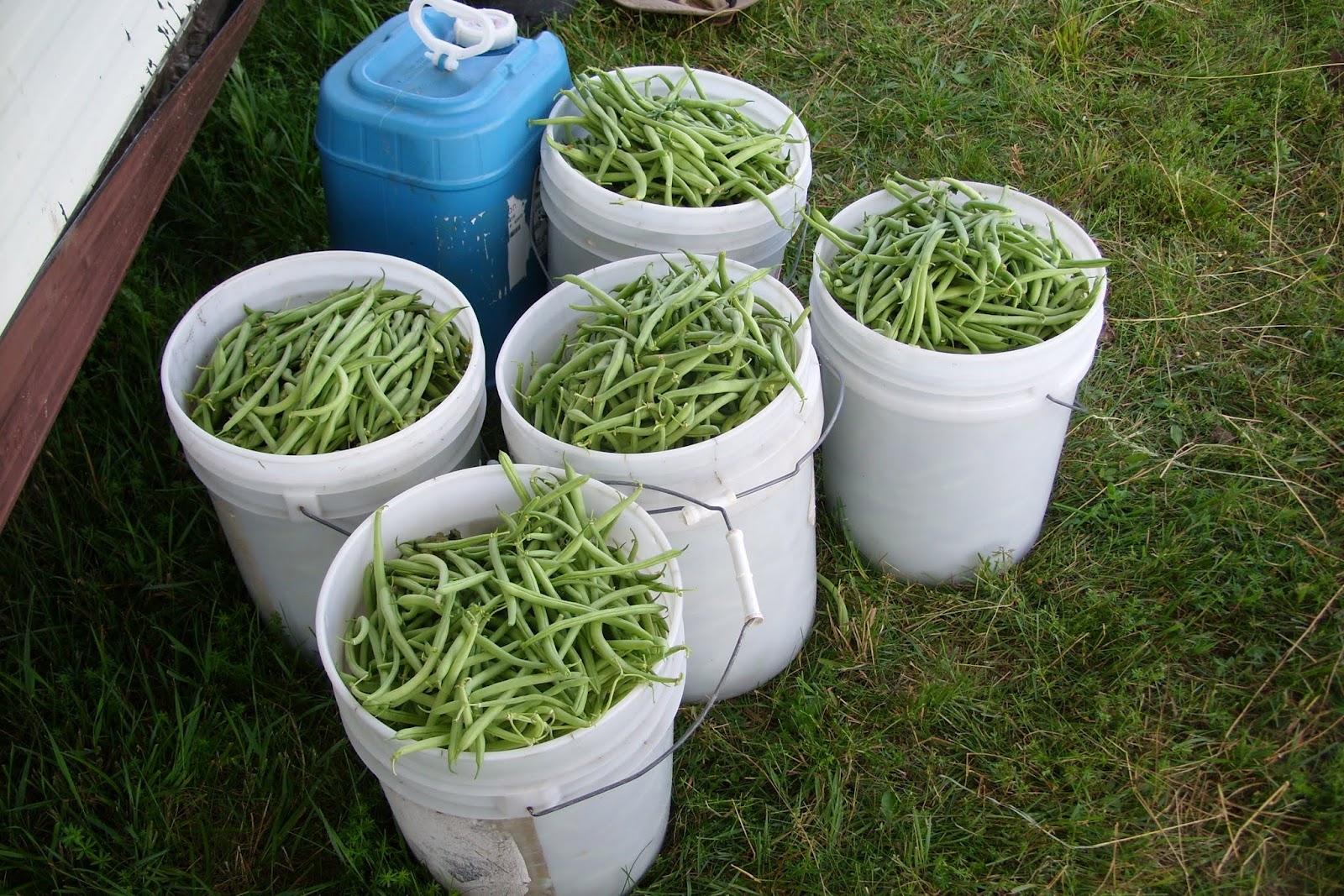 Forest House Farm Green Beans