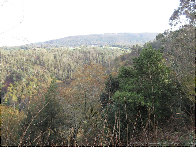 vista del bosque vista del bosque